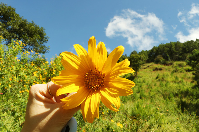 Ở gần trung tâm thành phố hơn, con đường vào đường hầm đất sét và hồ Tuyền Lâm cũng rực rỡ với những dải hoa màu vàng rực này.