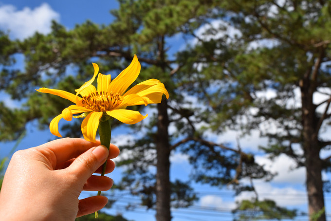 Sắc vàng rực rỡ của những bụi hoa dã quỳ hoà màu cùng với sắc xanh của lá thông và bầu trời.