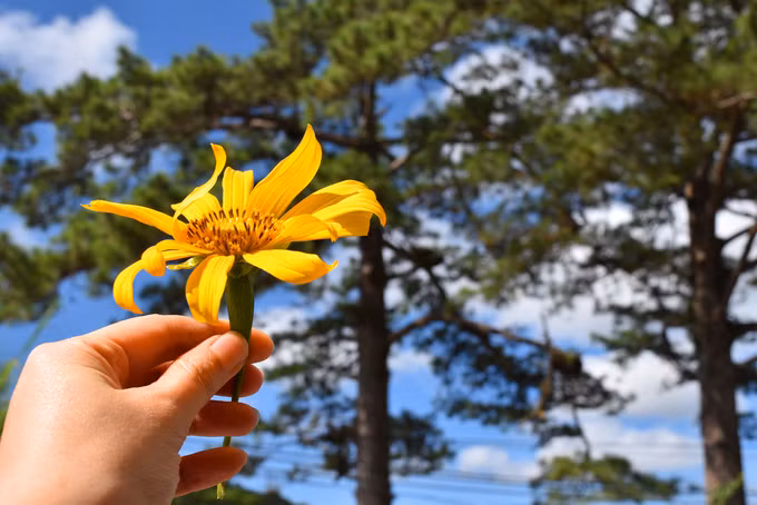 Sắc vàng rực rỡ của những bụi hoa dã quỳ hoà màu cùng với sắc xanh của lá thông và bầu trời.