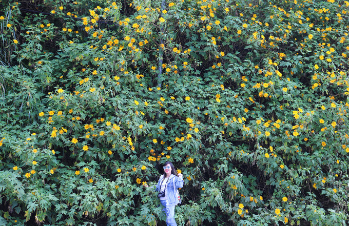 Vào mùa hoa dã quỳ, đâu đâu bạn cũng có thể bắt gặp loài hoa này. Một trong số đó là hai bên cao tốc Liên Khương ở ngoại thành. Ở khu vực này, người dân địa phương trồng nhiều loại hoa và rau củ, tạo điều kiện cho hoa dã quỳ sinh trưởng xen kẽ, tạo thành cánh đồng hoa rực rỡ nhất nhì Đà Lạt.