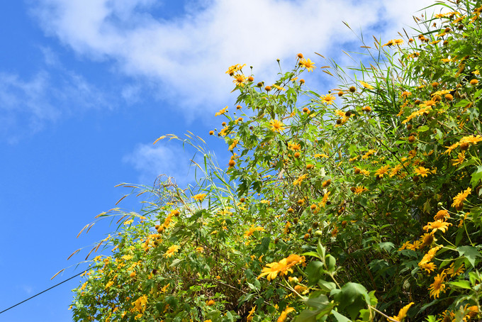 Đặc biệt, hoa dã quỳ vàng không cần con người trồng trọt hay chăm sóc, mà chúng mọc dại, ven đường, rực rỡ khoe sắc. Sự tích của loài hoa dã quỳ gắn với câu chuyện buồn về tình yêu của cặp đôi yêu nhau vùng Tây Nguyên. Một số câu chuyện truyền miệng khác lại cho rằng “dã” nằm trong từ hoang dã, còn “quỳ” ở trong từ quỳ xuống, khuất phục.