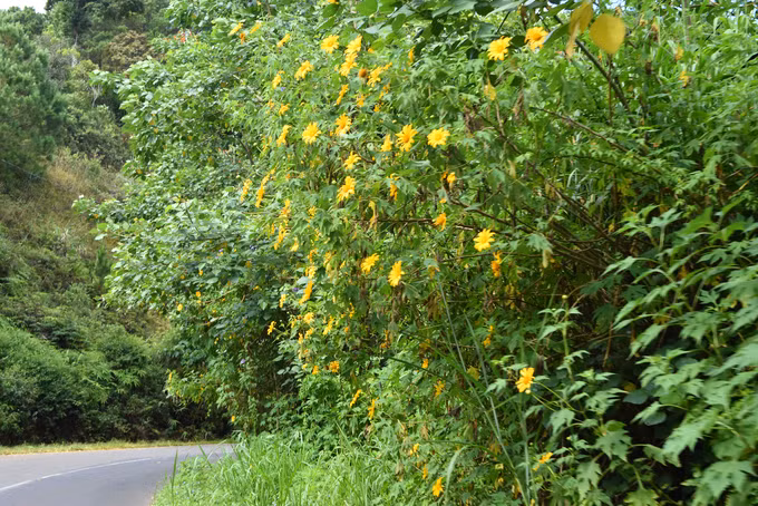 Hoa dã quỳ mọc dọc hai bên đường, đôi khi mọc thành cụm lớn rải rác khắp sườn đồi. Đường đi tới đây khá dốc, ngoằn ngoèo và có đôi khi hơi hẹp, nên bạn cần chú ý chắc tay lái. Ngoài ra, nếu đi xe máy, khi dựng xe ở góc đường để chụp hình hoa, bạn cũng nên tự đảm bảo tư trang để tránh bị mất đồ và phải đậu xe sát bên lề đường để không làm cản trở giao thông.
