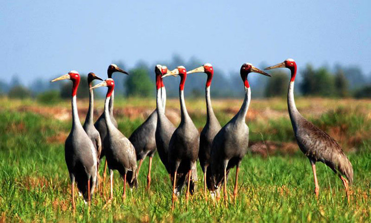 Ngắm “vũ điệu” sếu đầu đỏ nơi Tràm Chim: Nằm sâu trong vùng chiêm trũng Tam Nông, Đồng Tháp, vườn quốc gia Tràm Chim là một trong 8 khu vực bảo tồn chim quan trọng nhất của Việt Nam. Đây cũng là hệ ngập nước đồng cỏ cuối cùng của Việt Nam, nổi tiếng với loài sếu đầu đỏ - một trong những loài chim quý hiếm nằm trong sách Đỏ thế giới. Mùa nước nổi, Tràm Chim biến thành ốc đảo xanh, điểm xuyết hàng ngàn cánh cò trắng trên nền trời cao vút, cực kỳ ấn tượng. Bước lên chòi canh, phóng tầm mắt trải rộng về phía chân trời, bạn sẽ ôm vào lòng bức tranh thiên nhiên một màu xanh sống động.