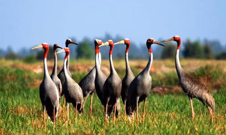 Ngắm “vũ điệu” sếu đầu đỏ nơi Tràm Chim: Nằm sâu trong vùng chiêm trũng Tam Nông, Đồng Tháp, vườn quốc gia Tràm Chim là một trong 8 khu vực bảo tồn chim quan trọng nhất của Việt Nam. Đây cũng là hệ ngập nước đồng cỏ cuối cùng của Việt Nam, nổi tiếng với loài sếu đầu đỏ - một trong những loài chim quý hiếm nằm trong sách Đỏ thế giới. Mùa nước nổi, Tràm Chim biến thành ốc đảo xanh, điểm xuyết hàng ngàn cánh cò trắng trên nền trời cao vút, cực kỳ ấn tượng. Bước lên chòi canh, phóng tầm mắt trải rộng về phía chân trời, bạn sẽ ôm vào lòng bức tranh thiên nhiên một màu xanh sống động.