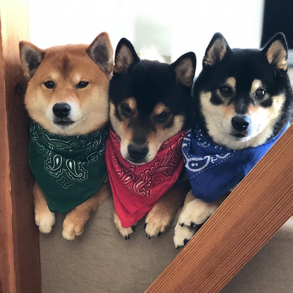 "Anh em nhà Shib" là tên gọi chung của 3 chú chó Shiba đáng yêu đang sống ở thành phố Sendai, Nhật Bản.