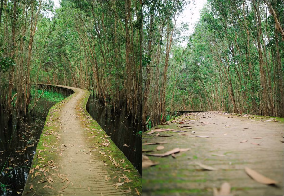 Rừng tràm có diện tích 135ha, rộng 500ha, được đầu tư xây một con đường mòn 5km vòng cung cho khách du lịch "trekking" dã ngoại, thư giãn.