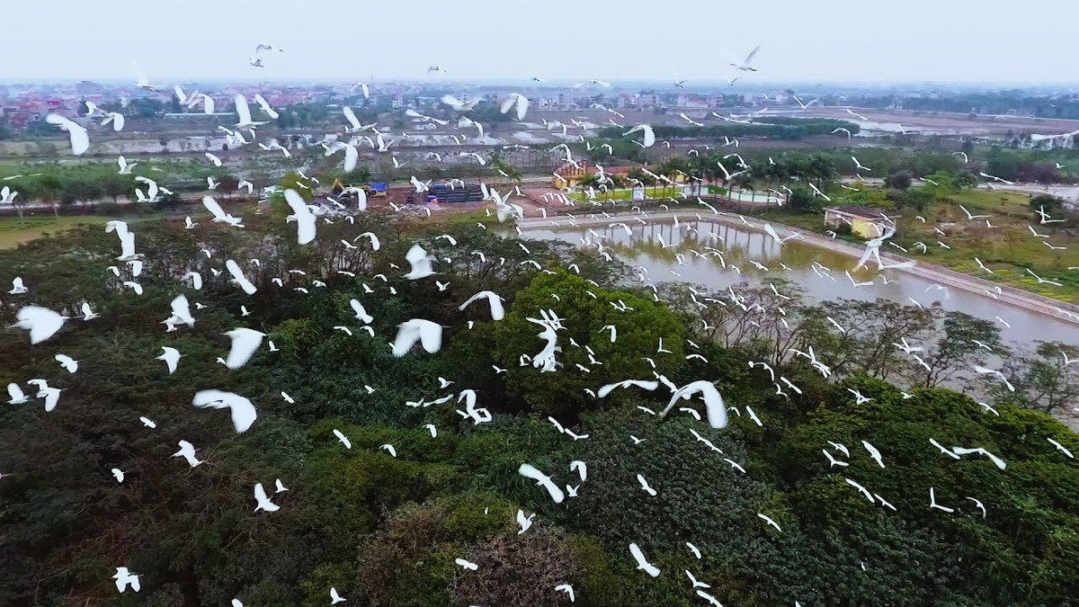  Đảo cò Hưng Yên nằm giữa một hồ nước rộng, từ những năm 90 trở về trước, cò đã về đây cư trú rất đông, có tới hàng nghìn chú cò. Khi thành phố Hưng Yên phát triển, toàn bộ khu đầm hồ được cải tạo thành công viên Nam Hòa, hồ mang tên hồ An Vũ.