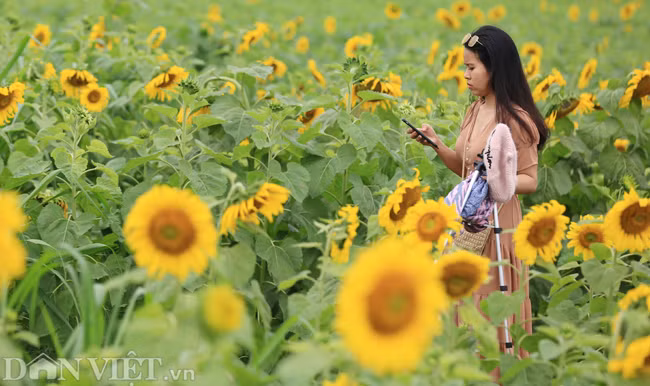 Năm nay, cánh đồng hoa hướng dương ven đường Hồ Chí Minh đã nhường chỗ cho nhà máy nước TH Water - du khách phải di chuyển khoảng 3km, vào sâu bên trong xã Nghĩa Sơn, nơi đây có nhiều vườn hoa hướng dương đẹp không kém những vườn hoa cũ.