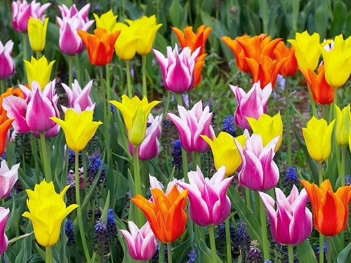 Thiên đường hoa với hơn 35.000 bông hoa tulip, hoa thuỷ tiên vàng, hoa thủy tiên, hoa lục bình và các loài khác, khiến cho khu vườn như một bức tranh phong cảnh ngoạn mục. Du khách cũng sẽ tìm thấy 2.500 cây với 87 giống, cũng như nhiều tác phẩm điêu khắc sân vườn tinh tế trong toàn bộ khuôn viên tất cả đều đẹp đến sững sờ.