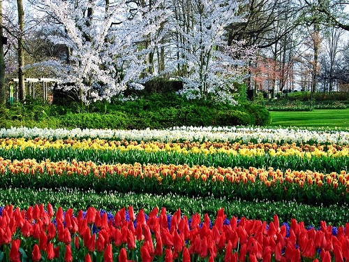 Bạn có thể dễ dàng đi đến công viên này đến đó bằng cách đi tàu từ Ga Trung tâm Rotterdam đến Leiden (một thị trấn cũ, nơi hoa tulip được giới thiệu lần đầu tiên đến Hà Lan), từ đó bạn có thể đi xe số 54 đến Keukenhof.