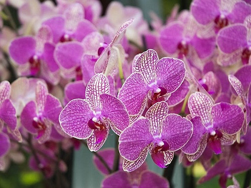 Điểm nổi bật chính của Keukenhof tất nhiên là hoa, nhưng bên cạnh đó, nơi đây còn có sân chơi trẻ em, hồ nhân tạo, với nhiều loài thiên nga và vịt, sân khấu ngoài trời với các màn biểu diễn nghệ thuật công cộng, một cối xay gió và đặc biệt là 50 nghệ sĩ đã tạo ra 150 tác phẩm nghệ thuật để nơi đây biến thành công viên điêu khắc lớn nhất ở Hà Lan.