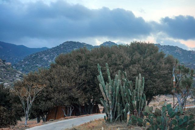 Thỉnh thoảng, xe bạn sẽ băng qua những đồng cỏ xanh mướt cùng những chú cừu dê đang mải mê gặp cỏ trên thảo nguyên xanh mát, những thân cây khổng lồ như đã mọc từ hàng ngàn năm trước. Ảnh: HỒ HOÀNG HUY