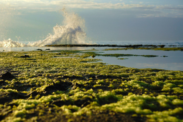Hòn Đỏ chưa có dịch vụ du lịch. Đa phần thu hút khách địa phương đến cắm trại qua đêm và chụp ảnh cưới. Ảnh: HỒ HOÀNG HUY