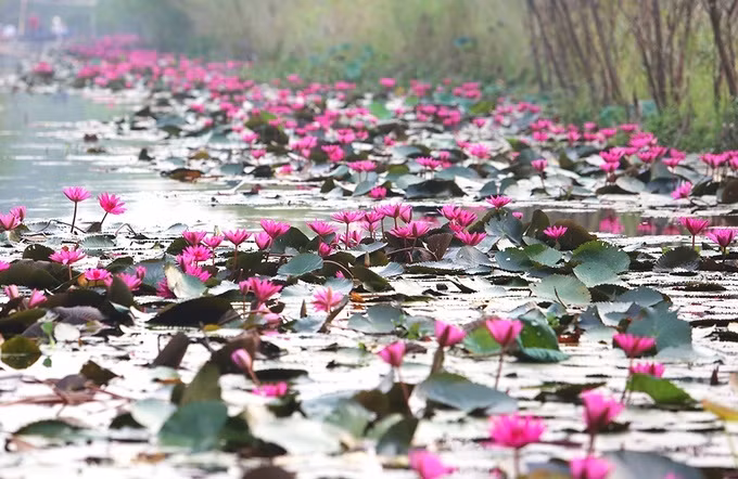 Nhưng hãy lưu ý hoa súng thường sẽ nở vào sáng sớm khi sương vẫn giăng kín cả núi non Chùa Hương và khép bầu hoa lại khi nắng trưa bắt đầu gay gắt. Thế nên nếu muốn thưởng hoa hay chụp ảnh, bạn nên đi thật sớm để kịp đi vãn cảnh trong tầm 7 đến 9 giờ. Lúc đó trời mát và hoa nở to.