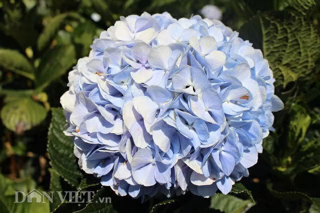 Gioi tre dua nhau check-in canh dong hoa cam tu cau dep me man o Da Lat-Hinh-2