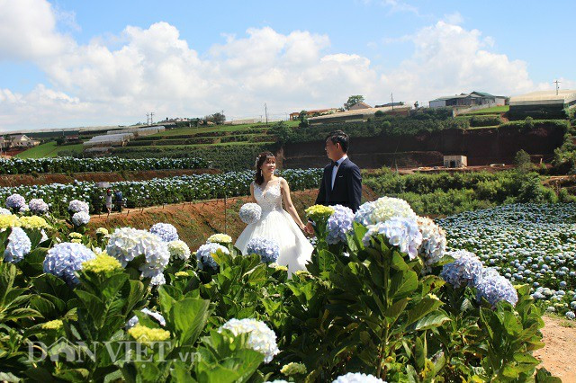 Gioi tre dua nhau check-in canh dong hoa cam tu cau dep me man o Da Lat-Hinh-3