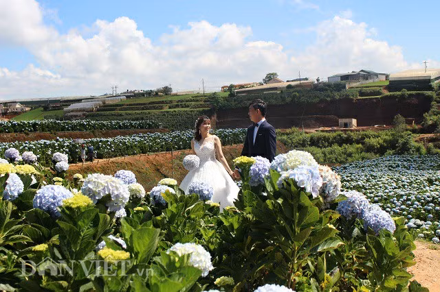 Gioi tre dua nhau check-in canh dong hoa cam tu cau dep me man o Da Lat-Hinh-3