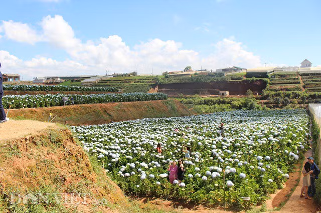 Gioi tre dua nhau check-in canh dong hoa cam tu cau dep me man o Da Lat-Hinh-7