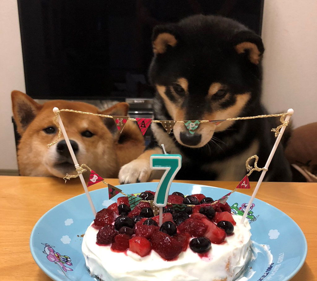 Aoi (phải) vừa được tổ chức sinh nhật 7 tuổi hôm 25/5 vừa qua.