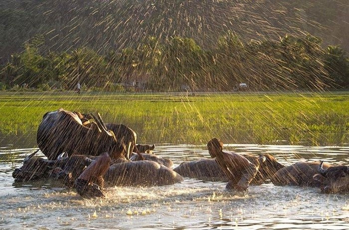 Mỗi lần mây đen bắt đầu kéo đến, tiếng sấm ầm ầm báo hiệu một cơn mưa lớn là lũ trẻ lại ra sức năn nỉ ba mẹ cho được tắm mưa. Không hiểu những lần tắm mưa ấy có sức cuốn hút như thế nào, mà những đứa trẻ lại say mê đến thế.