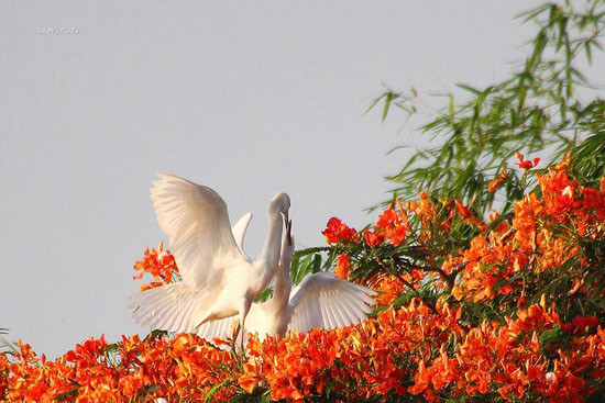 Những hình ảnh đẹp như thế này không phải là hiếm ở đảo Cò Hưng Yên, bạn dễ dàng nhìn thấy những chú cò tắm, làm đỏm, được nghe đôi bạn cò rủ rỉ tâm tình, hay đơn giản là những cử chỉ yêu thương của cò mẹ dành cho những chú cò con bé bỏng..