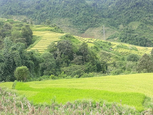 Những thửa ruộng bậc thang vàng óng ở lưng chừng núi trông thật tuyệt đẹp.