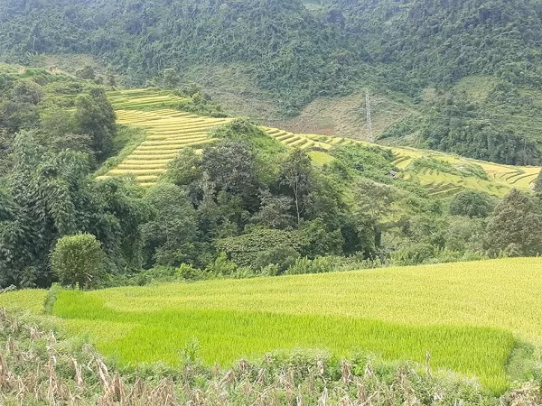 Những thửa ruộng bậc thang vàng óng ở lưng chừng núi trông thật tuyệt đẹp.
