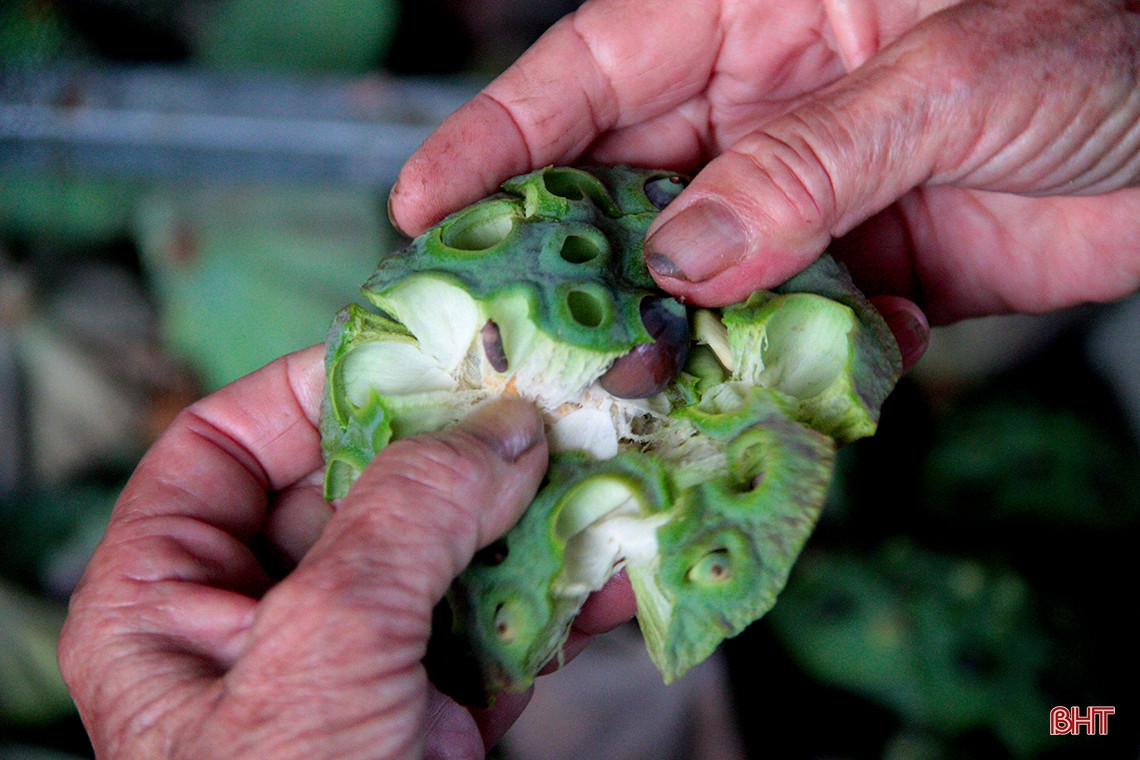 Hạt sen tươi mua về bóc vỏ, dùng cây tăm cẩn thận luồn qua để lấy tâm sen ra mà hạt không bị tách rời làm đôi. Hạt sen tươi có thể dùng để nấu chè, nấu cháo hoặc nấu canh, có tác dụng kích thích ăn ngon, hấp thụ tốt các chất dinh dưỡng, giúp ngủ ngon, phục hồi sức khỏe... Hạt sen tươi mua về bóc vỏ, dùng cây tăm cẩn thận luồn qua để lấy tâm sen ra mà hạt không bị tách rời làm đôi. Hạt sen tươi có thể dùng để nấu chè, nấu cháo hoặc nấu canh, có tác dụng kích thích ăn ngon, hấp thụ tốt các chất dinh dưỡng, giúp ngủ ngon, phục hồi sức khỏe...