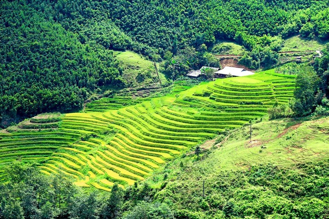Lên Sa Pa mùa thu, nhất định phải ghé Tả Van, Lao Chải, Bản Dền, Trung Chải, Tả Phìn... Những nơi mà người ta thấy mùa vàng trở nên mê li hơn cả, một vẻ đẹp động lòng người. Ảnh: VNE