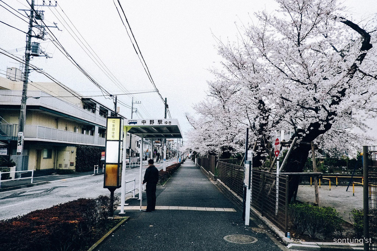 Sakura đi vào đời sống người Nhật hay những người ở Nhật như 1 điều không thể thiếu, không phải quốc hoa như cúc vàng, ấy thế mà ai cũng chờ, cũng đợi, cũng ngắm chúng hàng năm với những buổi hanami dưới tán cây hồng.