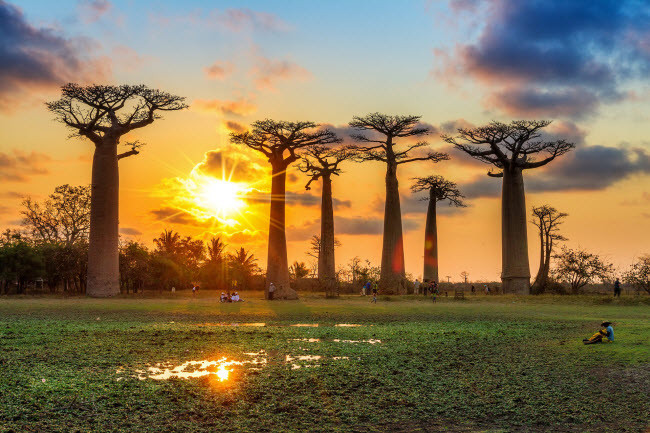 Những cây Baobab khổng lồ in bóng trên nền trời hoàng hôn ở Madagascar.