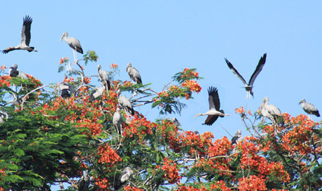 Vào những ngày hè, từng đàn cò trắng đậu trên các ngọn cây phượng nở hoa đỏ rực như bức tranh sơn thủy tuyệt đẹp giữa thiên nhiên...