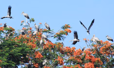Vào những ngày hè, từng đàn cò trắng đậu trên các ngọn cây phượng nở hoa đỏ rực như bức tranh sơn thủy tuyệt đẹp giữa thiên nhiên...