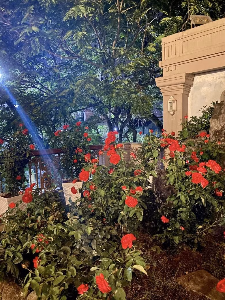 Co ngoi do so cua ca si Vy Oanh-Hinh-8