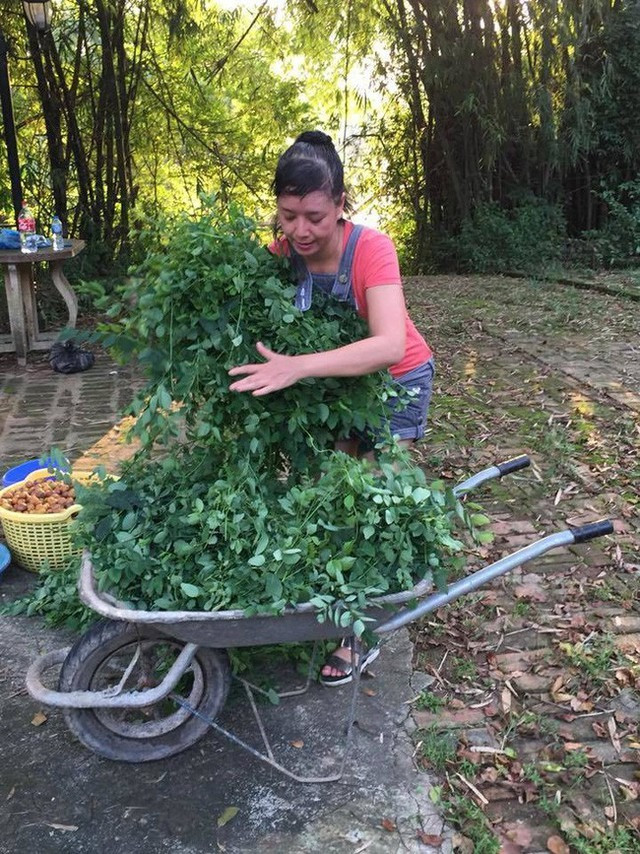 Thậm chí Chiều Xuân phải dùng cả xe đẩy để thu hoạch rau.