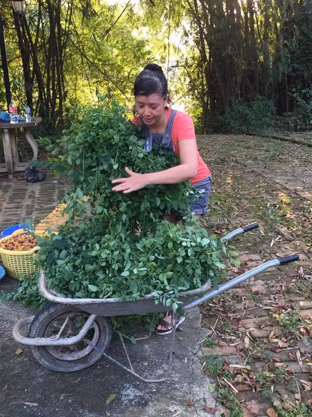 Thậm chí Chiều Xuân phải dùng cả xe đẩy để thu hoạch rau.