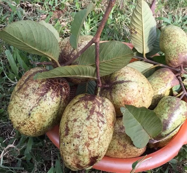 Không chỉ Chiều Xuân, mỗi thành viên trong gia đình chị đều rất yêu thích khu vườn. Mỗi lần có dịp về vườn, cả gia đình đều xắn tay vào nhổ cỏ, làm vườn, xử lý sâu bệnh và thu hoạch các loại rau trái trong vườn.