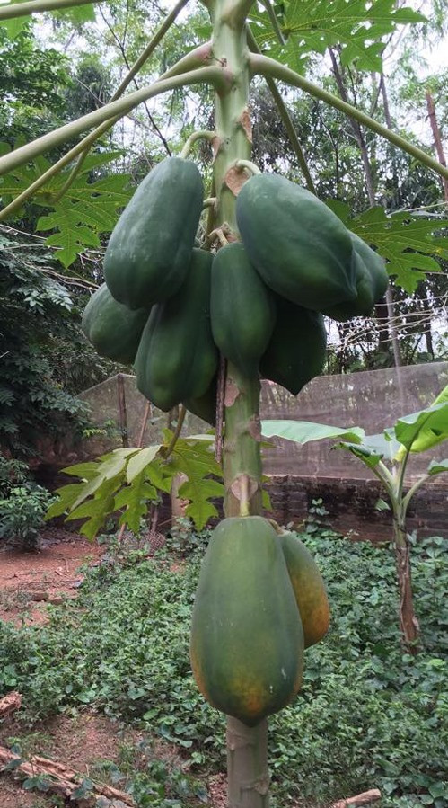 Chị yêu thích không khí ở vườn bởi khu vườn vừa gần gũi, vừa mát lành