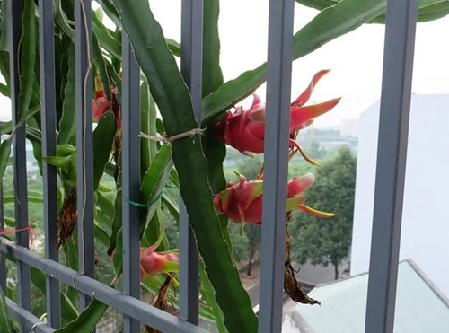 Trong thanh long lam dong tac nay khi hoa no, qua to sai triu-Hinh-2