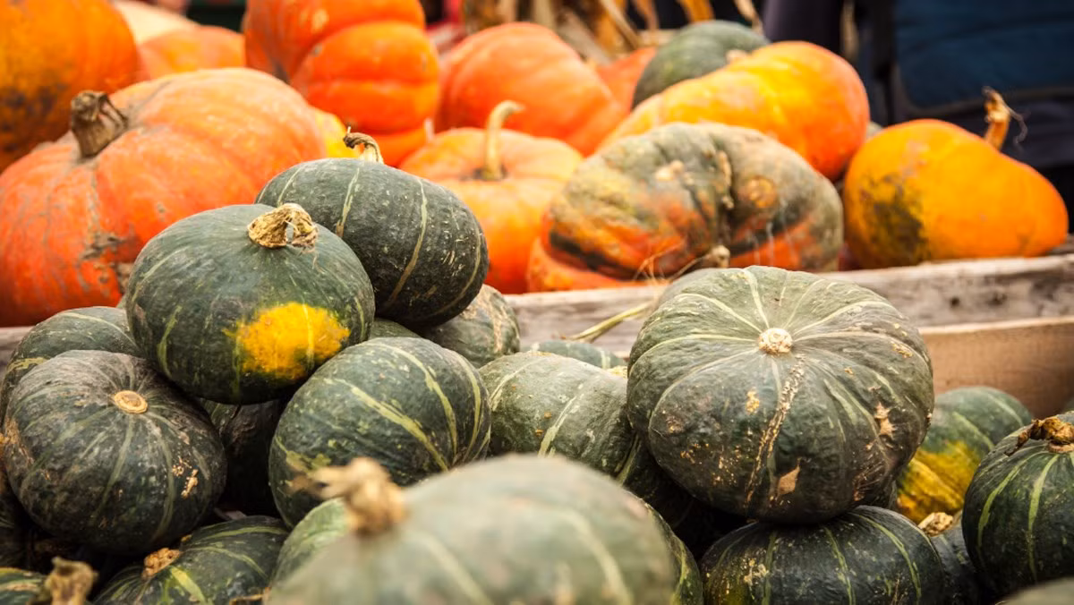 Vi sao nhat dinh phai an bi do vao mua thu?-Hinh-2