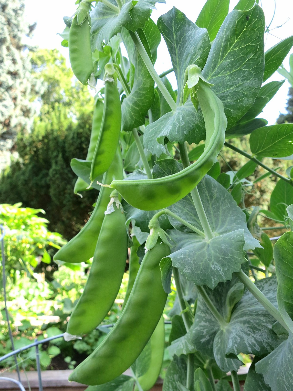 Đậu tuyết (tên khoa học: Pisum sativum var) là một loại đậu thuộc nhóm Macrocarpon. Loại đậu này có nguồn gốc từ Trung Quốc, được trồng trên các bãi đất trống vào mùa đông và mùa xuân nên thường được gọi là đậu tuyết. (Ảnh minh họa)