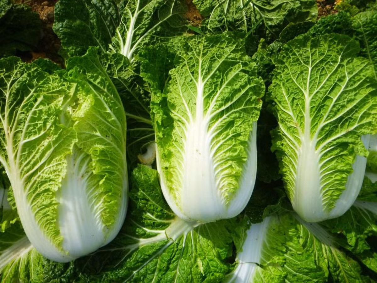 Phu nu thong minh nhat dinh se an 3 thu nay vao mua thu-Hinh-3