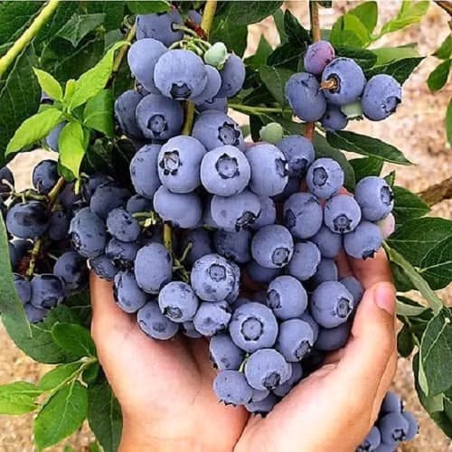 Tuy nhiên, rất nhiều người không hề biết rằng, ký sinh trùng rất dễ xuất hiện rất nhiều trong lớp biểu bì của việt quất.