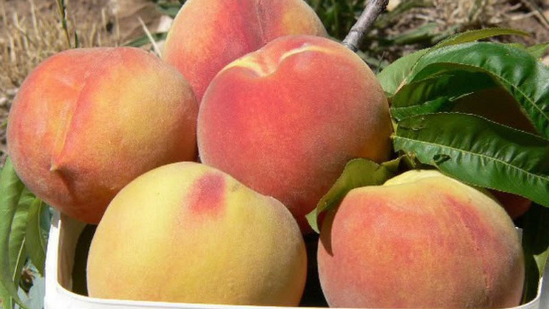 Bên cạnh đó, do đào có lớp lông tơ dày và cứng, nhiều thương lái đã dùng đến hóa chất có tính tẩy rửa mạnh để loại bỏ lớp lông này để quả đào trông bóng đẹp hơn.