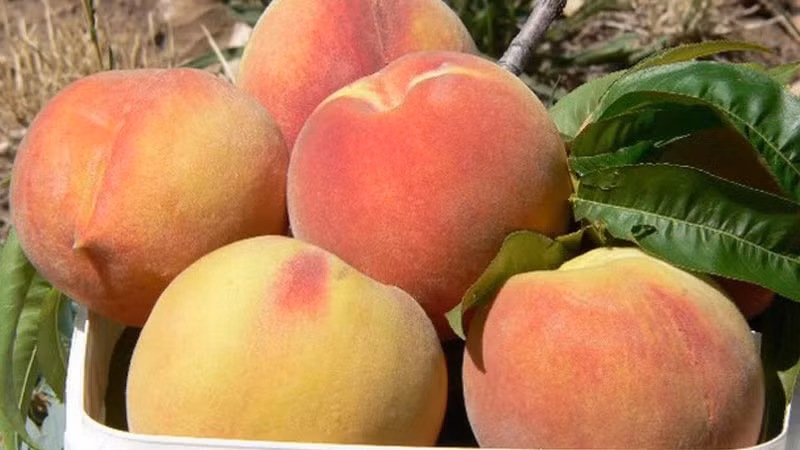 Bên cạnh đó, do đào có lớp lông tơ dày và cứng, nhiều thương lái đã dùng đến hóa chất có tính tẩy rửa mạnh để loại bỏ lớp lông này để quả đào trông bóng đẹp hơn.