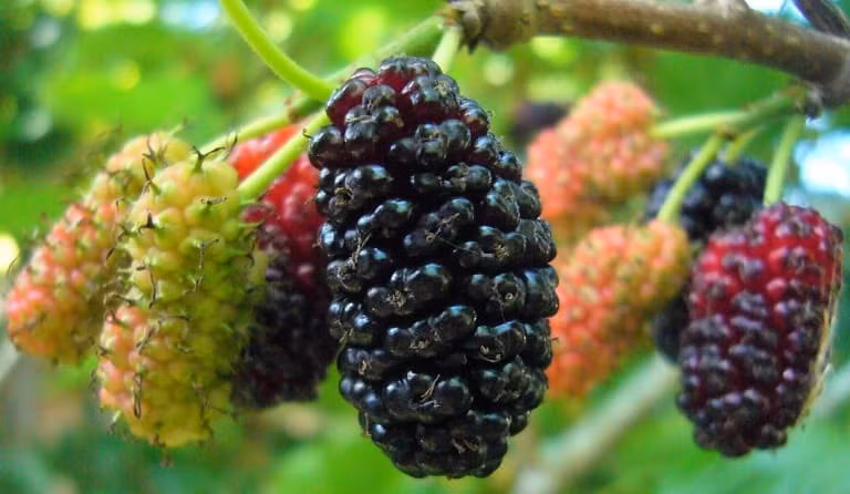 Thứ hai là quả dâu tằm Thông thường khi rửa quả dâu tằm, mọi người thường rửa nhẹ nhàng vì sợ dập nát. Thế nhưng cũng vì rửa nhẹ nhàng nên rất khó để làm sạch các chất bẩn, ký sinh trùng ở quả dâu tằm.