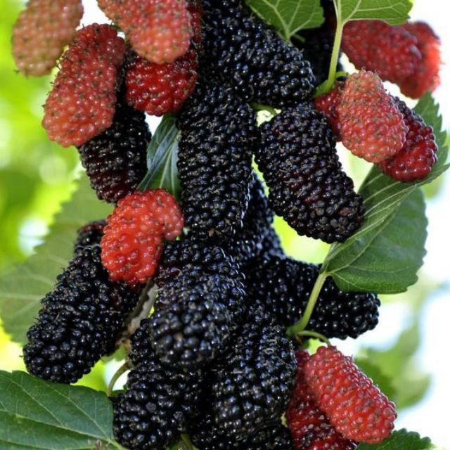 Chúng có thể sống ký sinh trong cơ thể con người và gây ra nhiều vấn đề cực phiền phức cho sức khỏe.