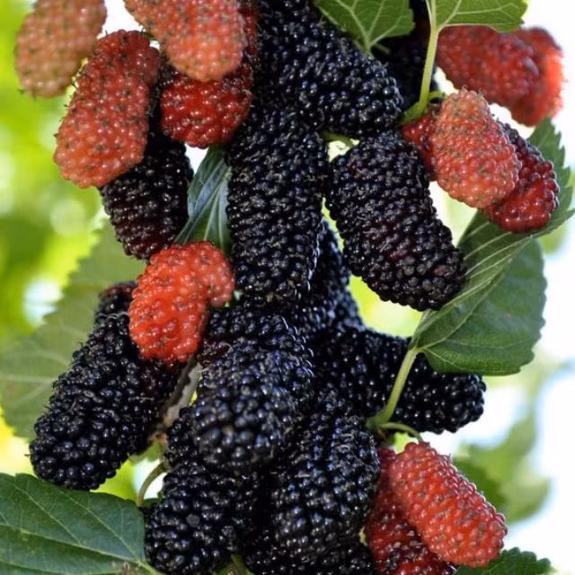 Chúng có thể sống ký sinh trong cơ thể con người và gây ra nhiều vấn đề cực phiền phức cho sức khỏe.