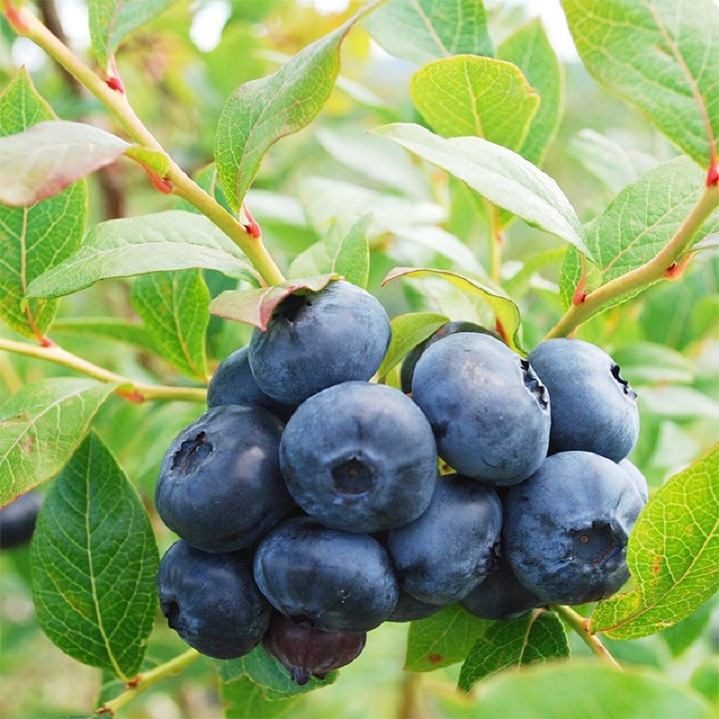 Theo một vài thí nghiệm, trứng của ký sinh trùng thường bám trên loại quả này, ngâm, rửa bình thường không thể làm hết được.