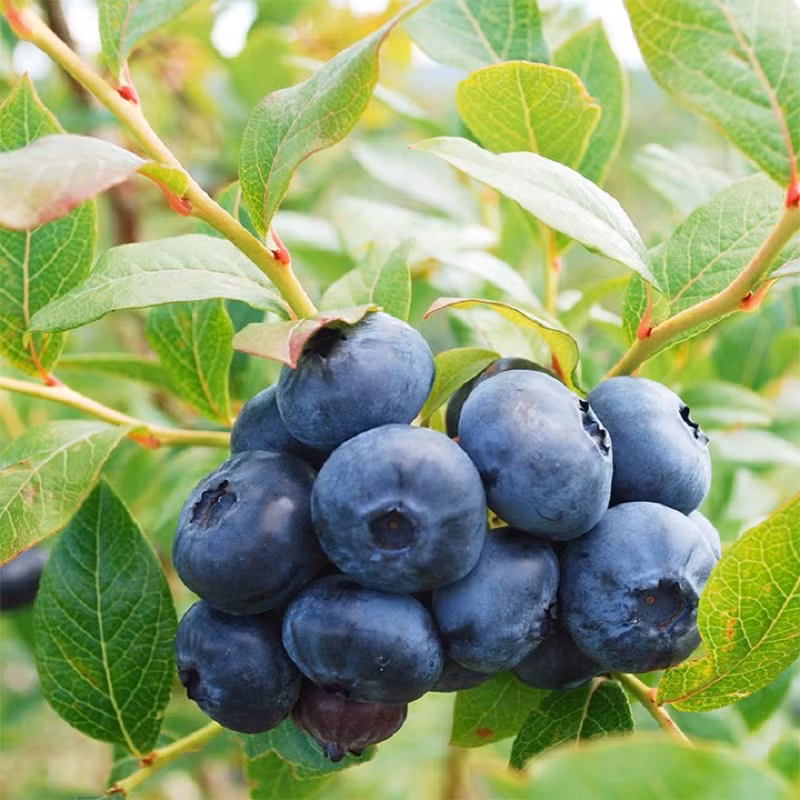 Theo một vài thí nghiệm, trứng của ký sinh trùng thường bám trên loại quả này, ngâm, rửa bình thường không thể làm hết được.